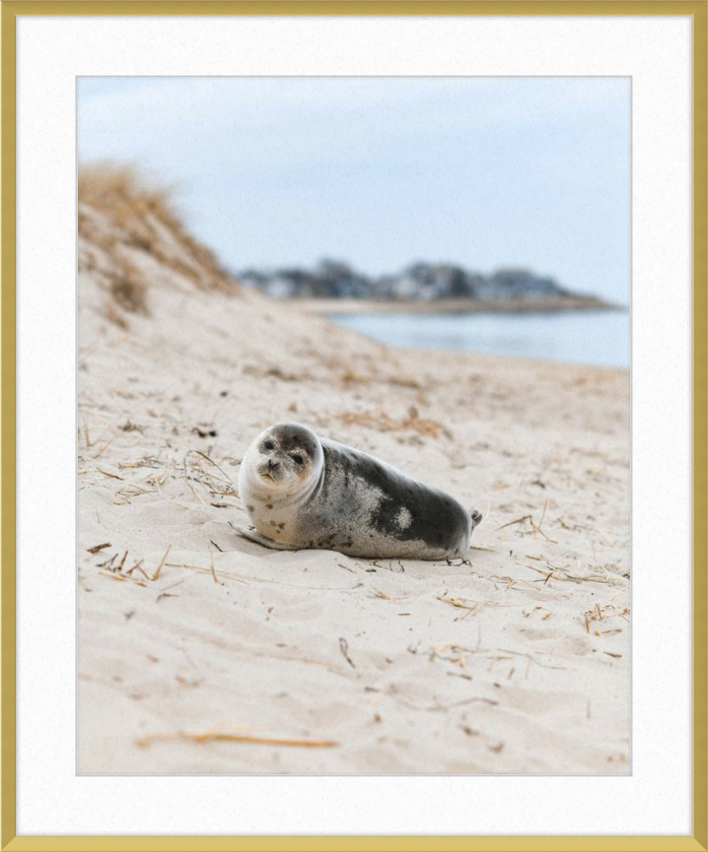 Pup