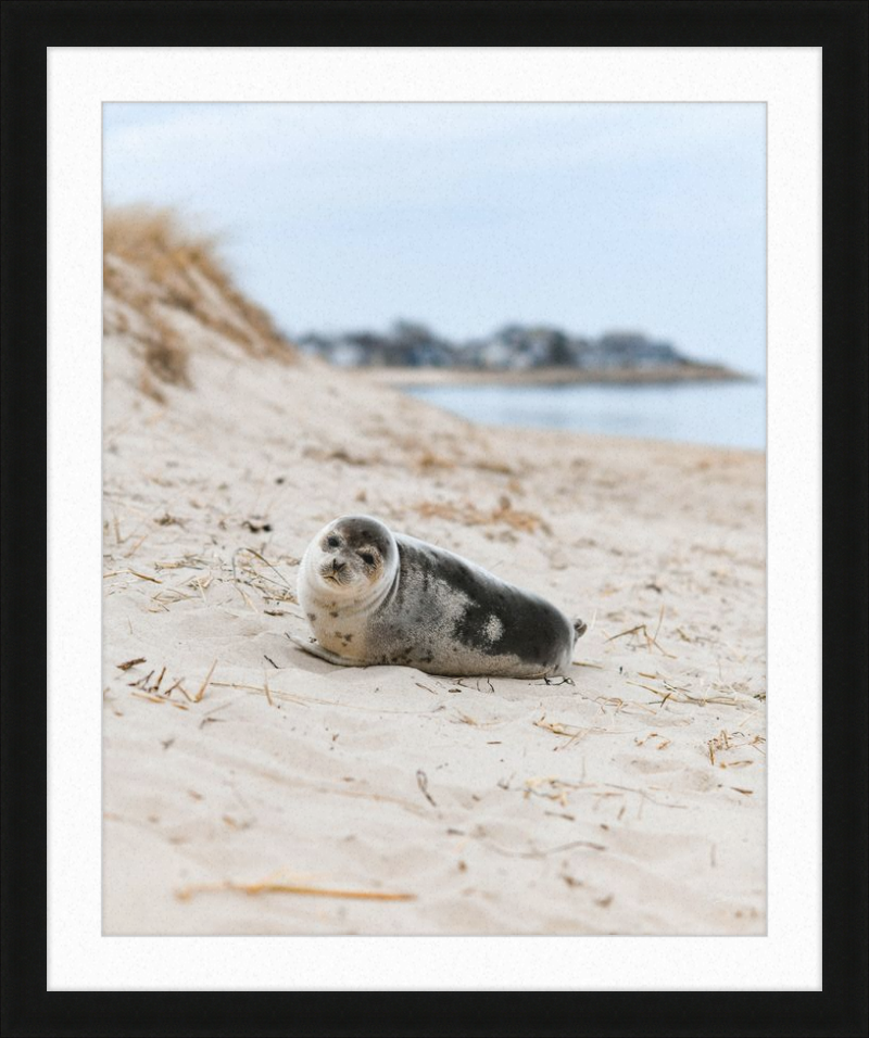 Pup