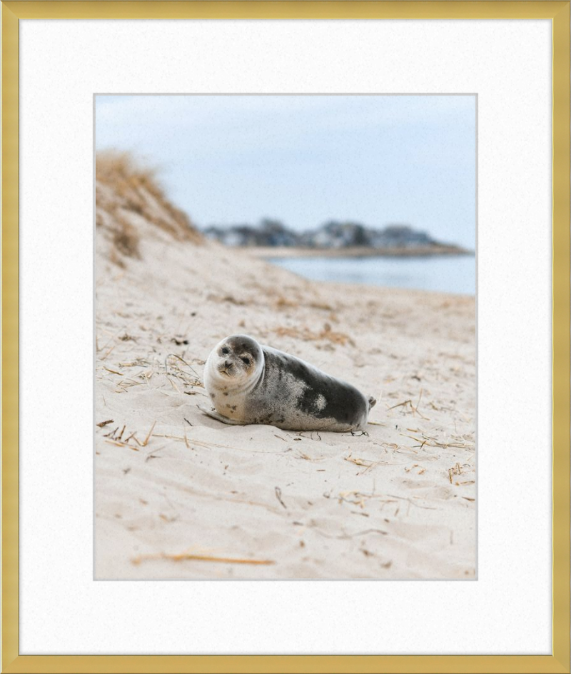 Pup
