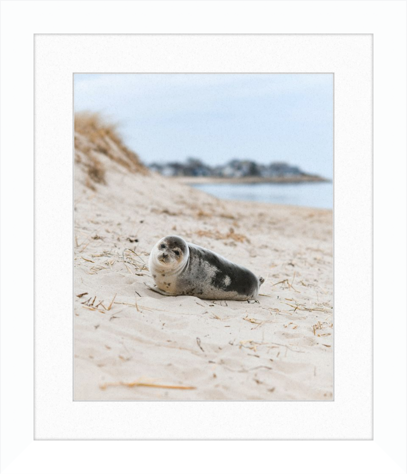 Pup