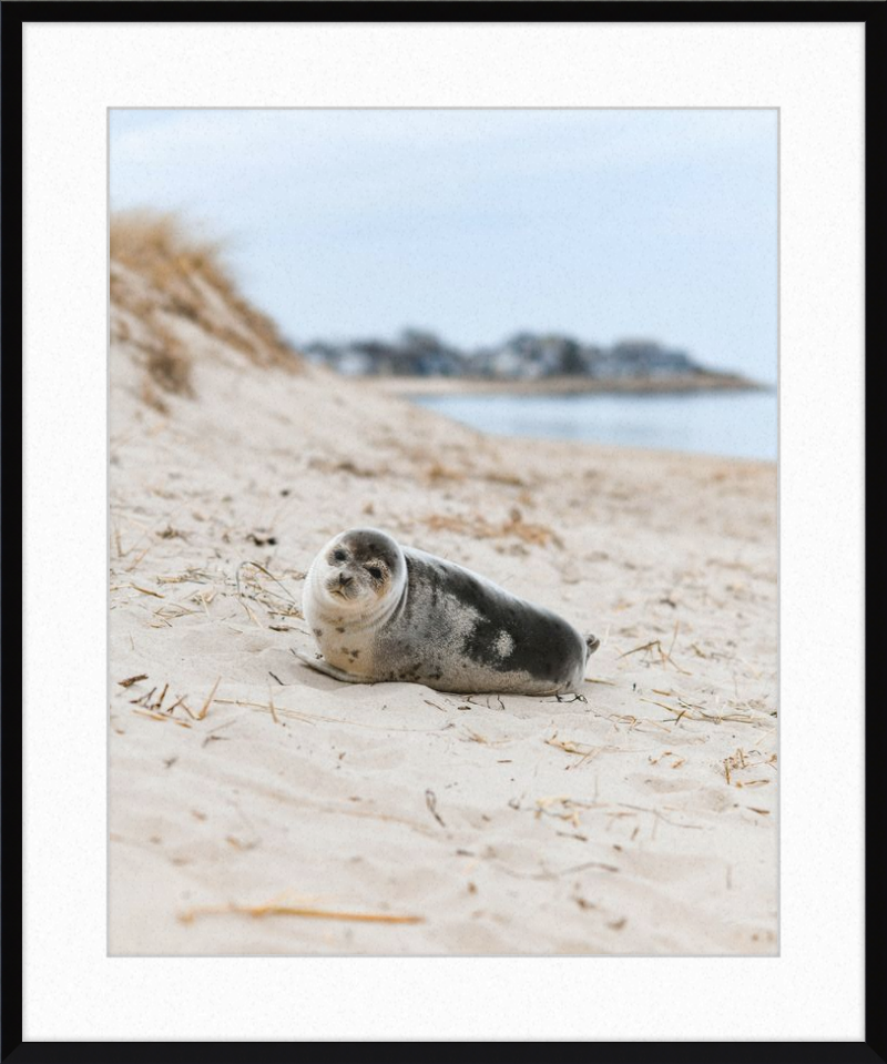 Pup