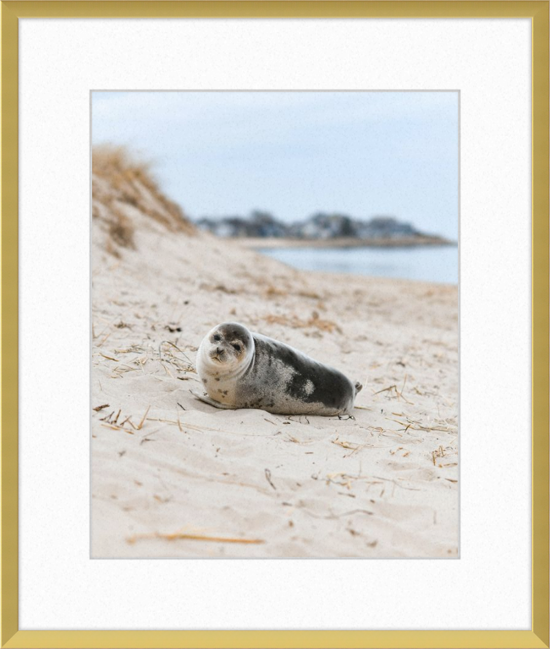 Pup