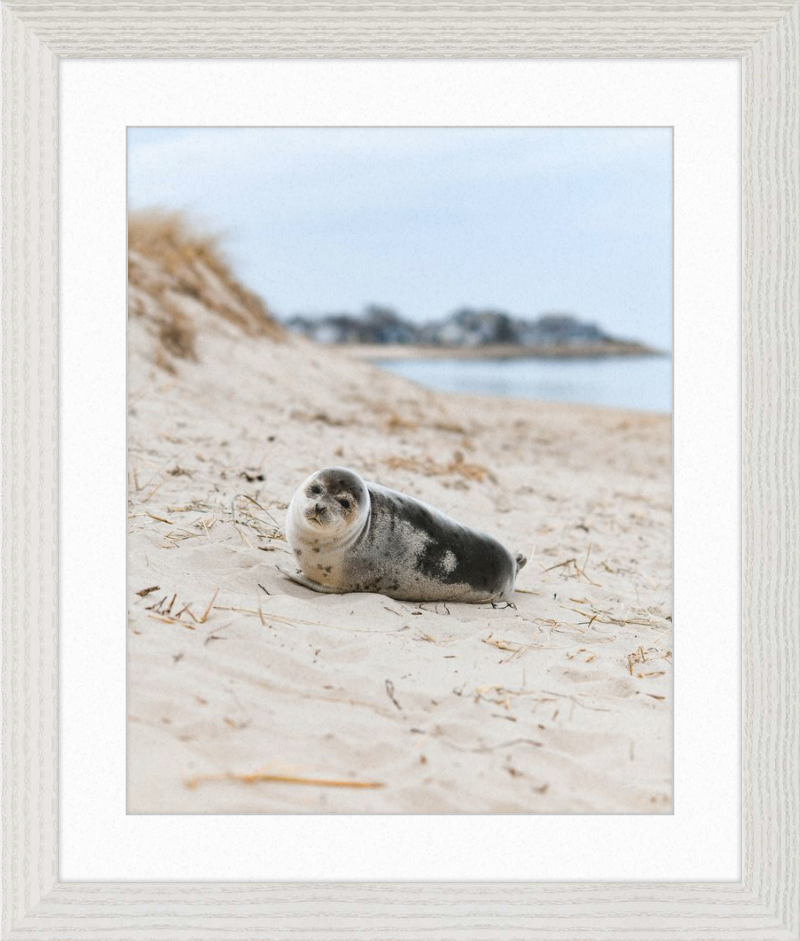 Pup