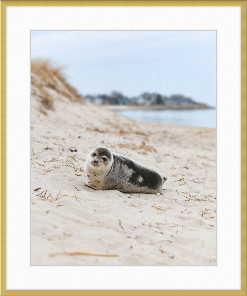 Pup