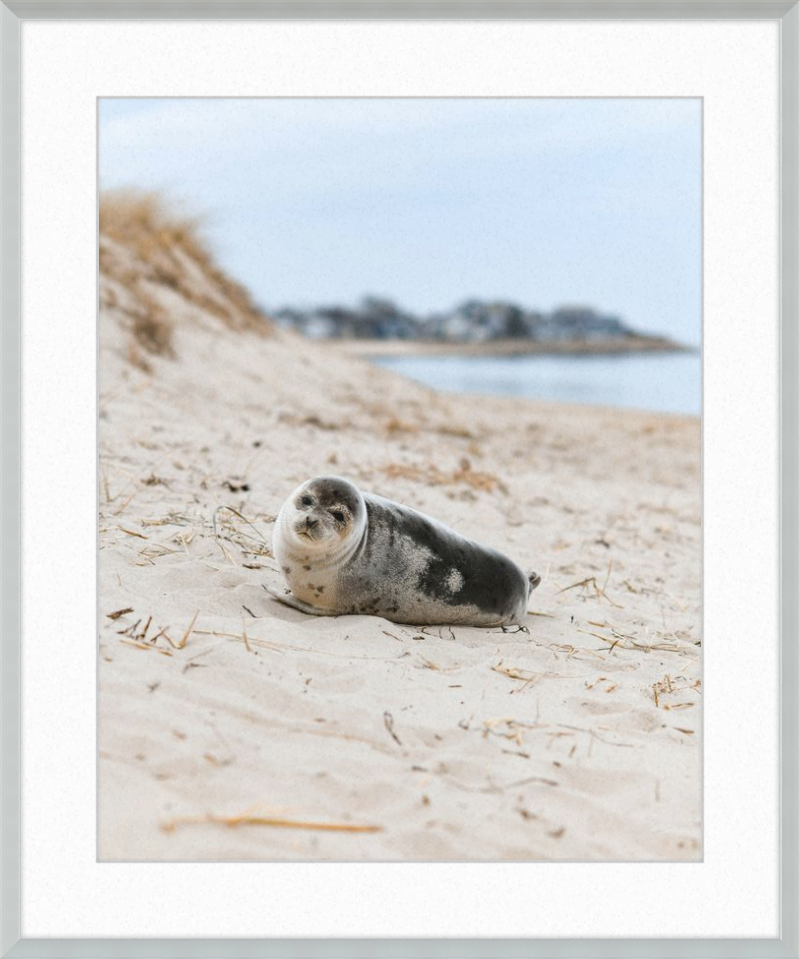 Pup