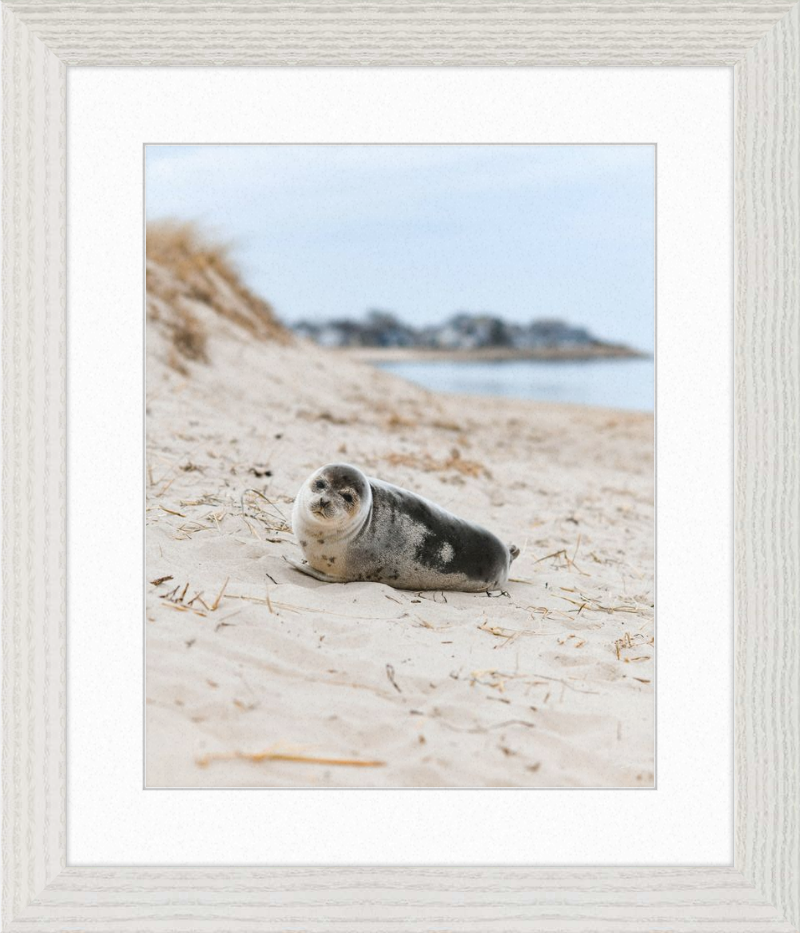 Pup