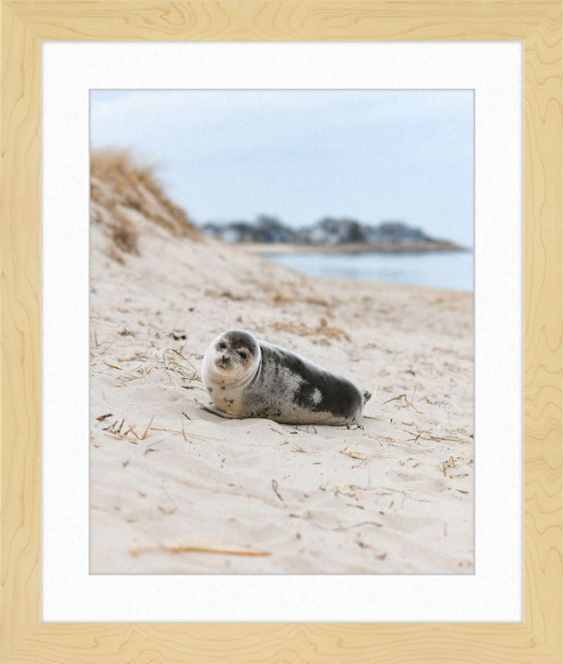 Pup