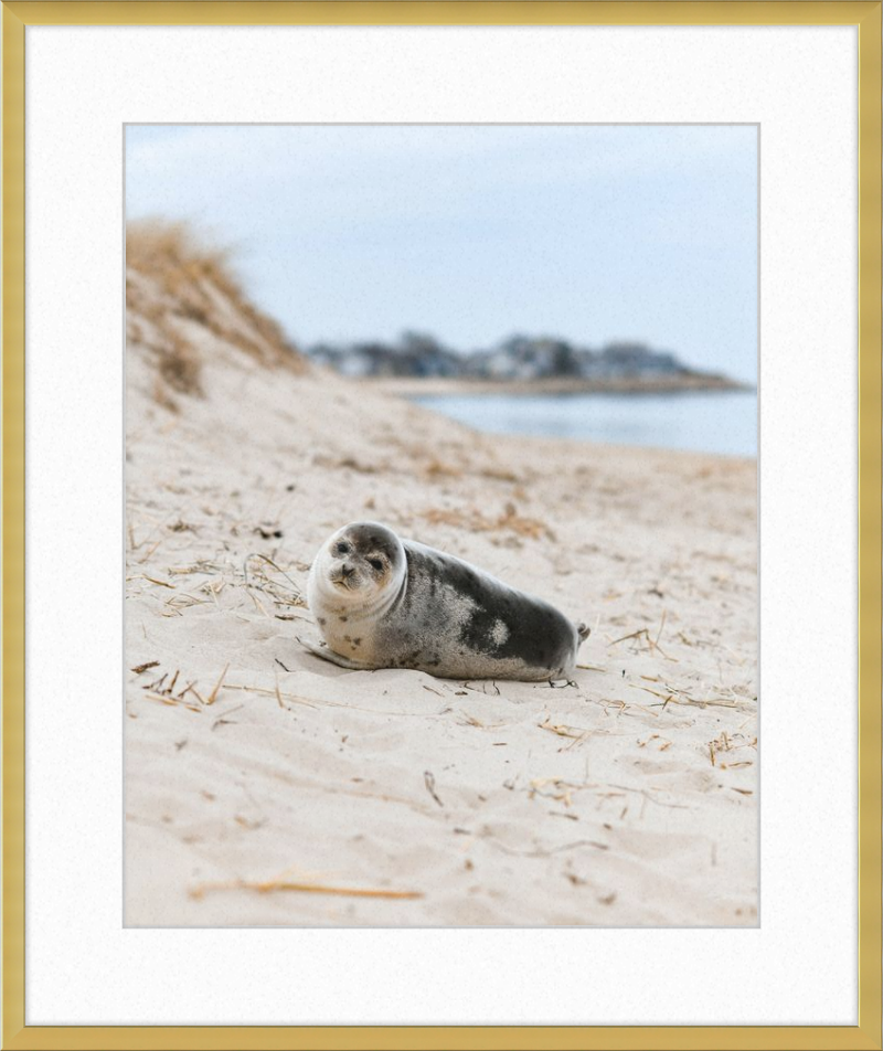 Pup