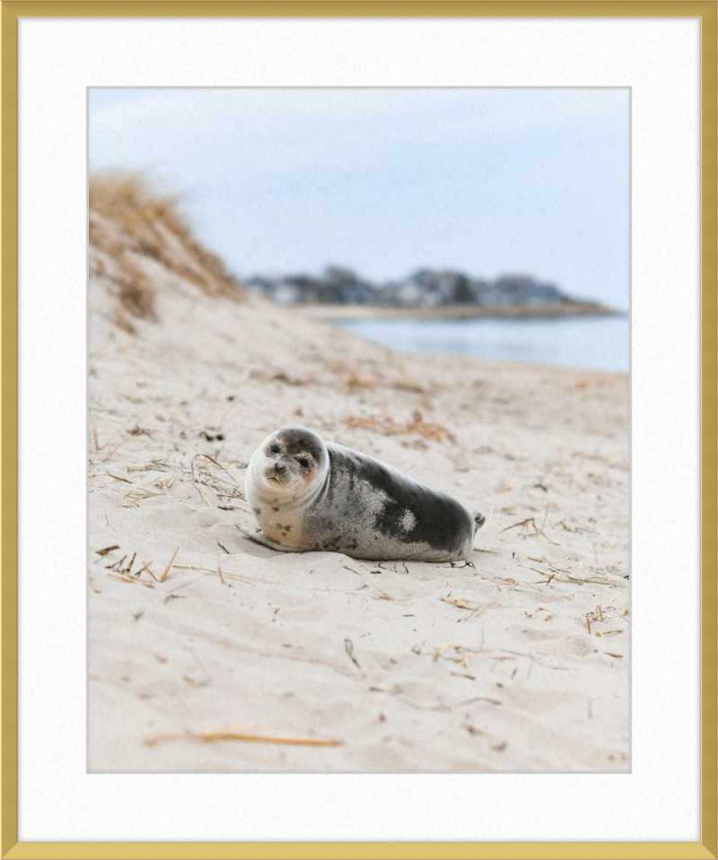 Pup