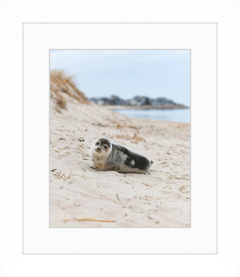 Pup