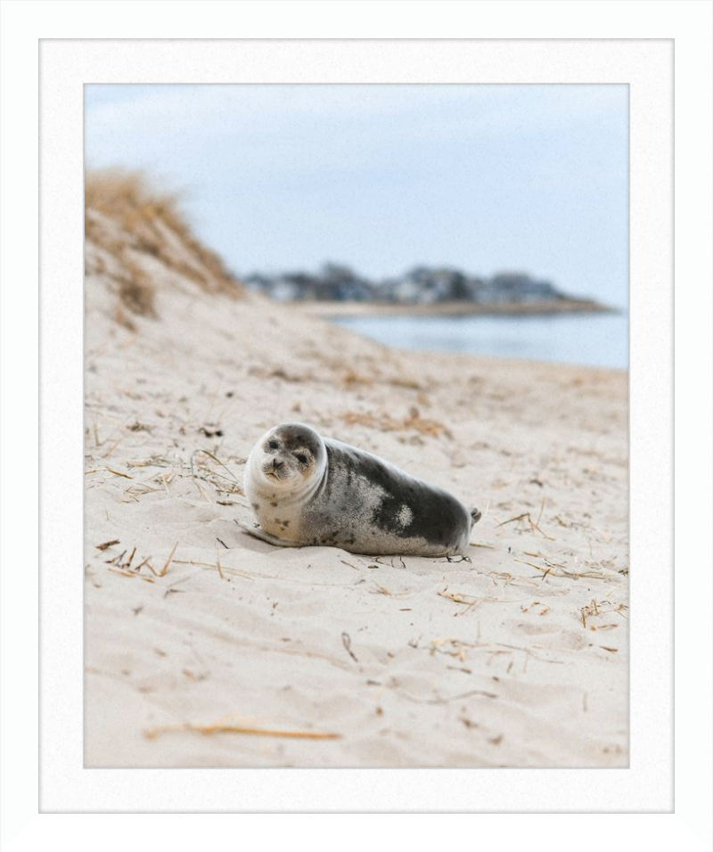 Pup
