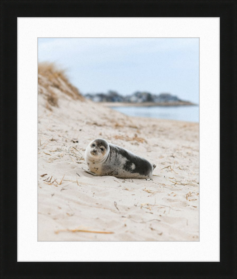 Pup