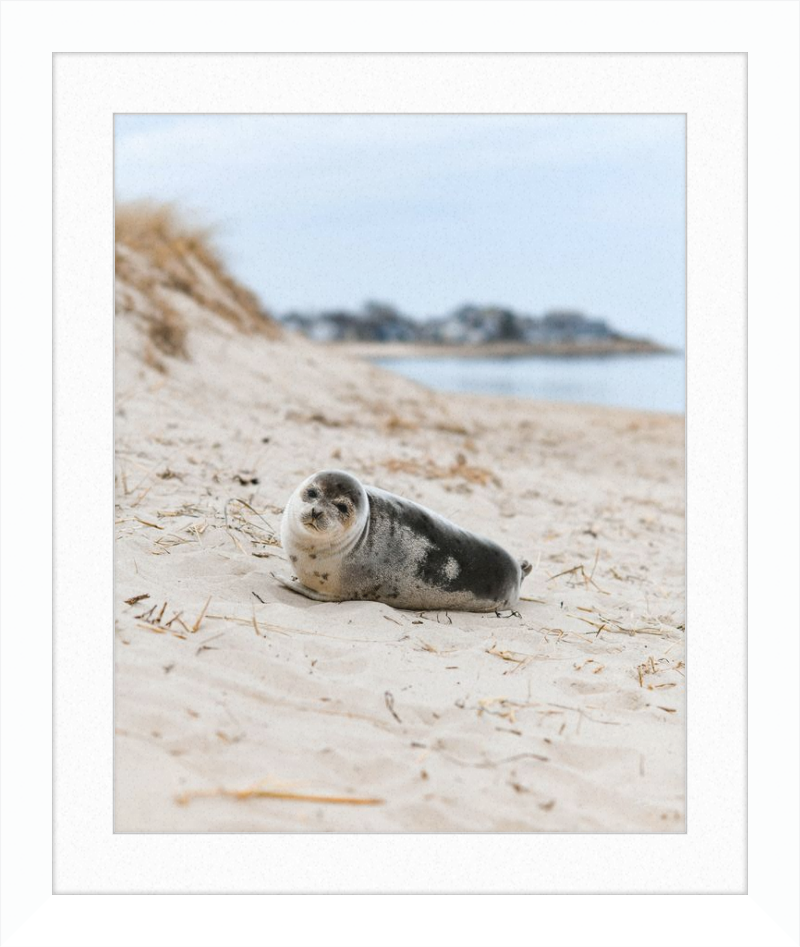 Pup