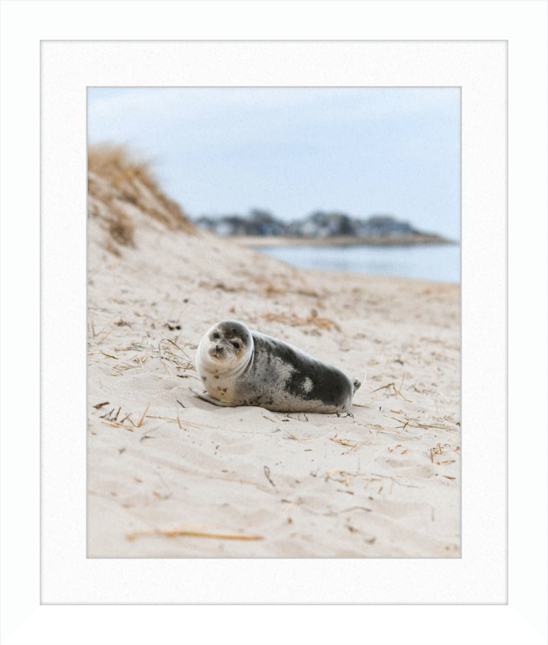 Pup