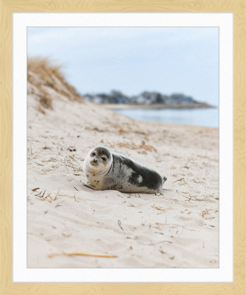 Pup