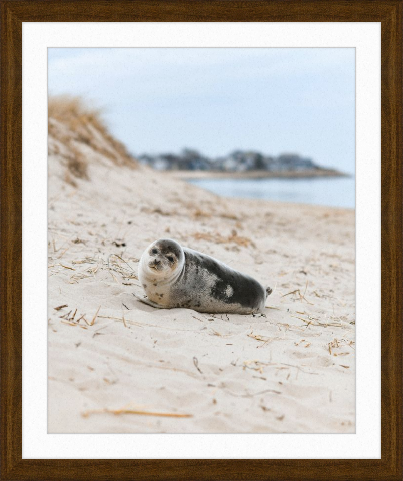 Pup