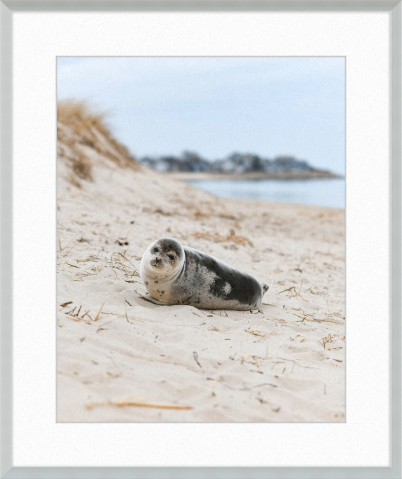 Pup