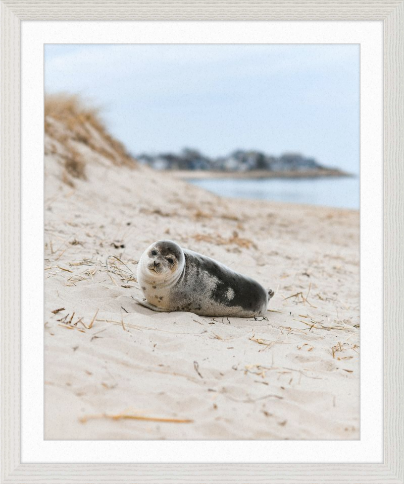 Pup