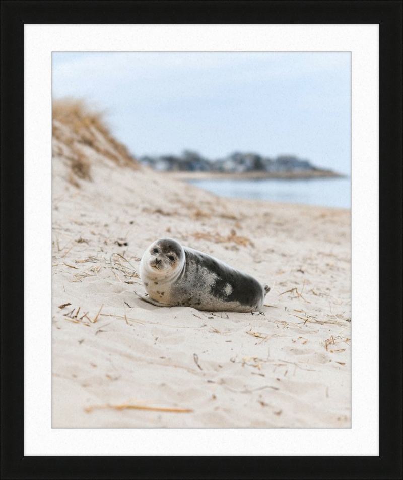 Pup