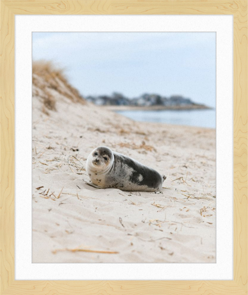 Pup