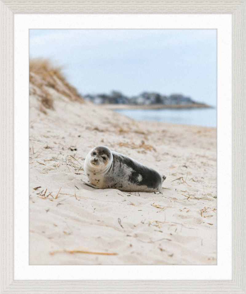 Pup