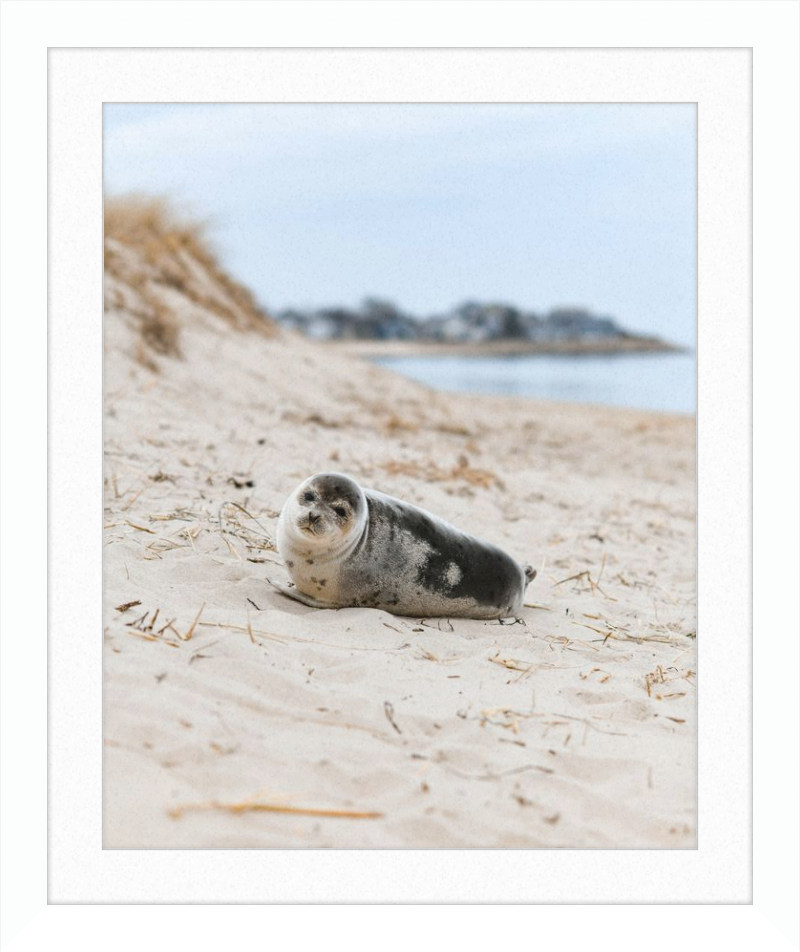 Pup