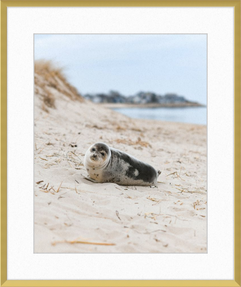 Pup