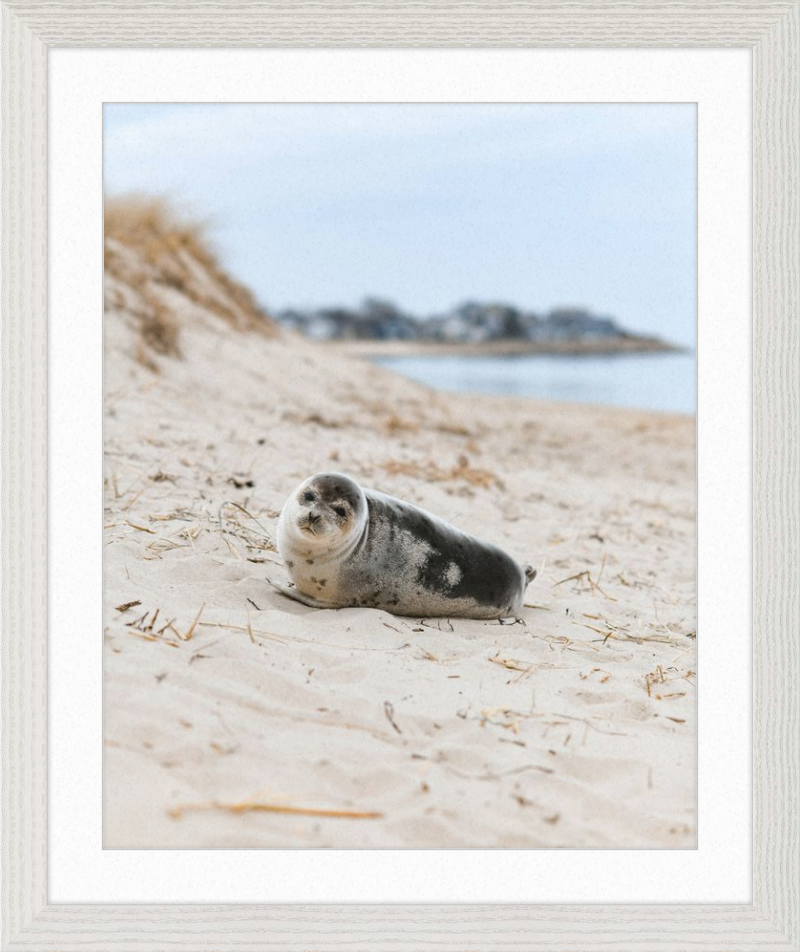 Pup
