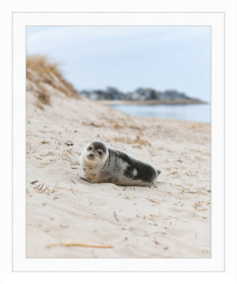 Pup
