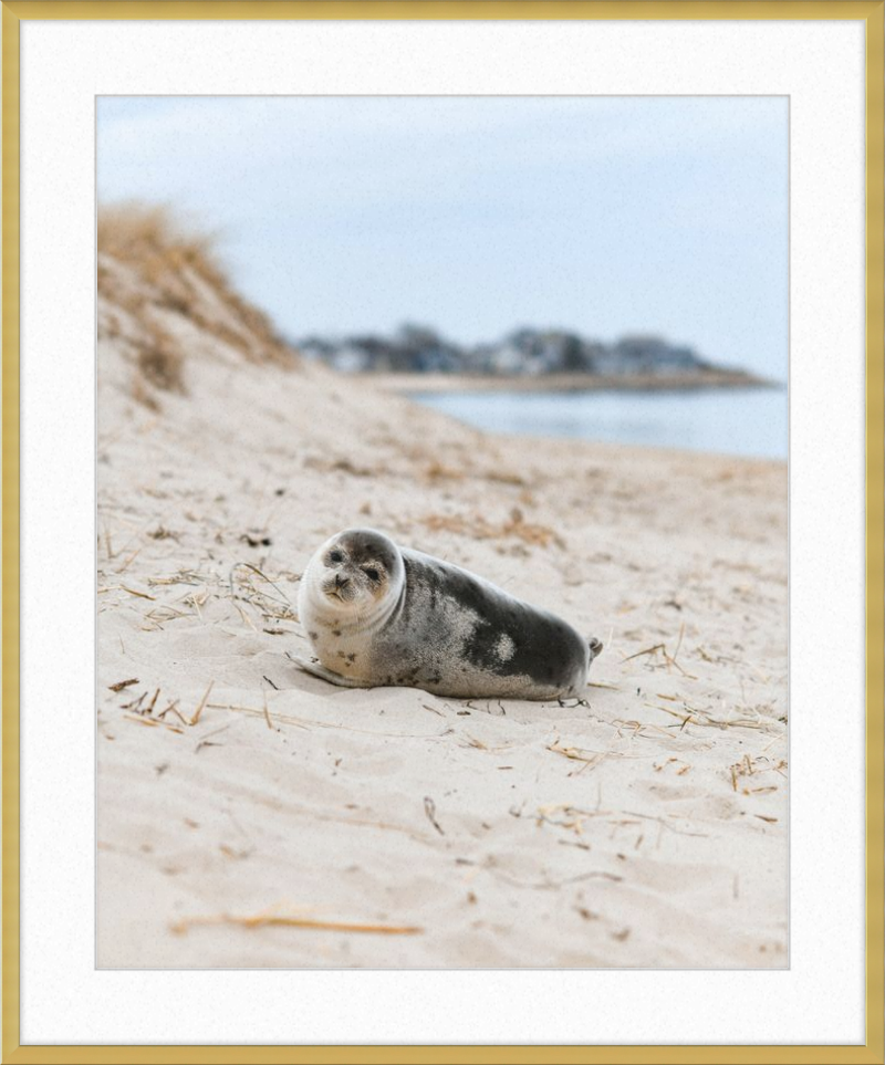 Pup
