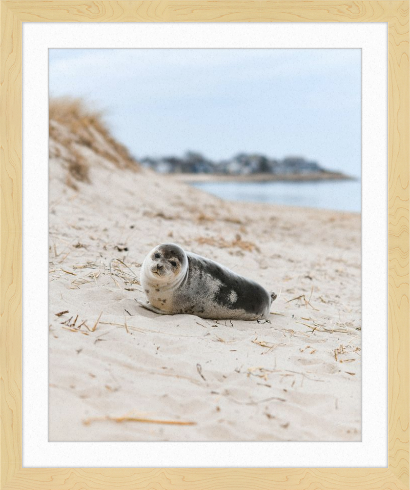 Pup