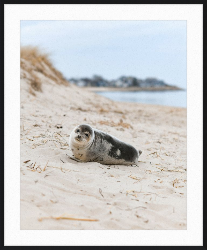Pup