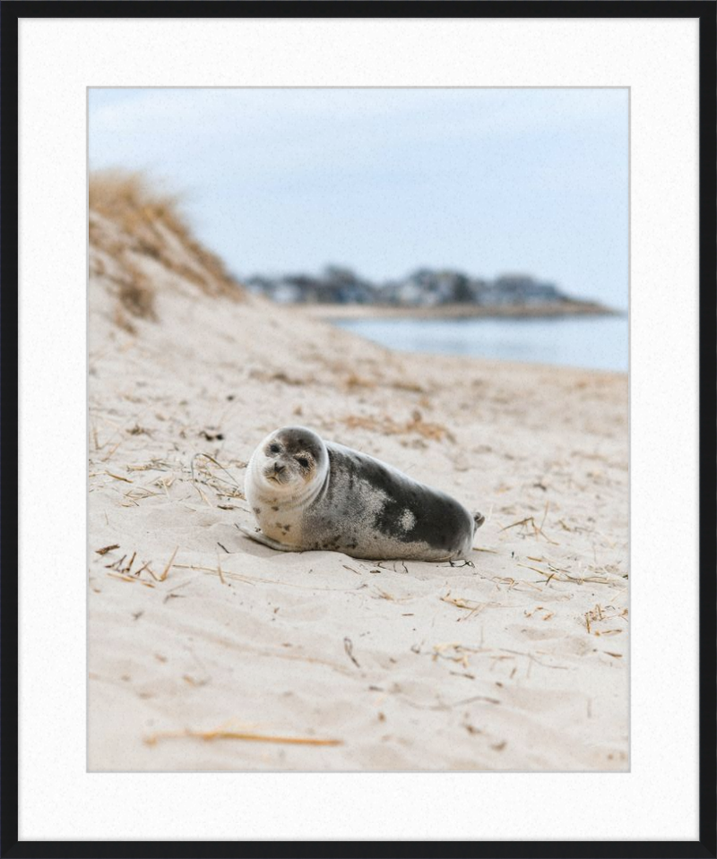Pup