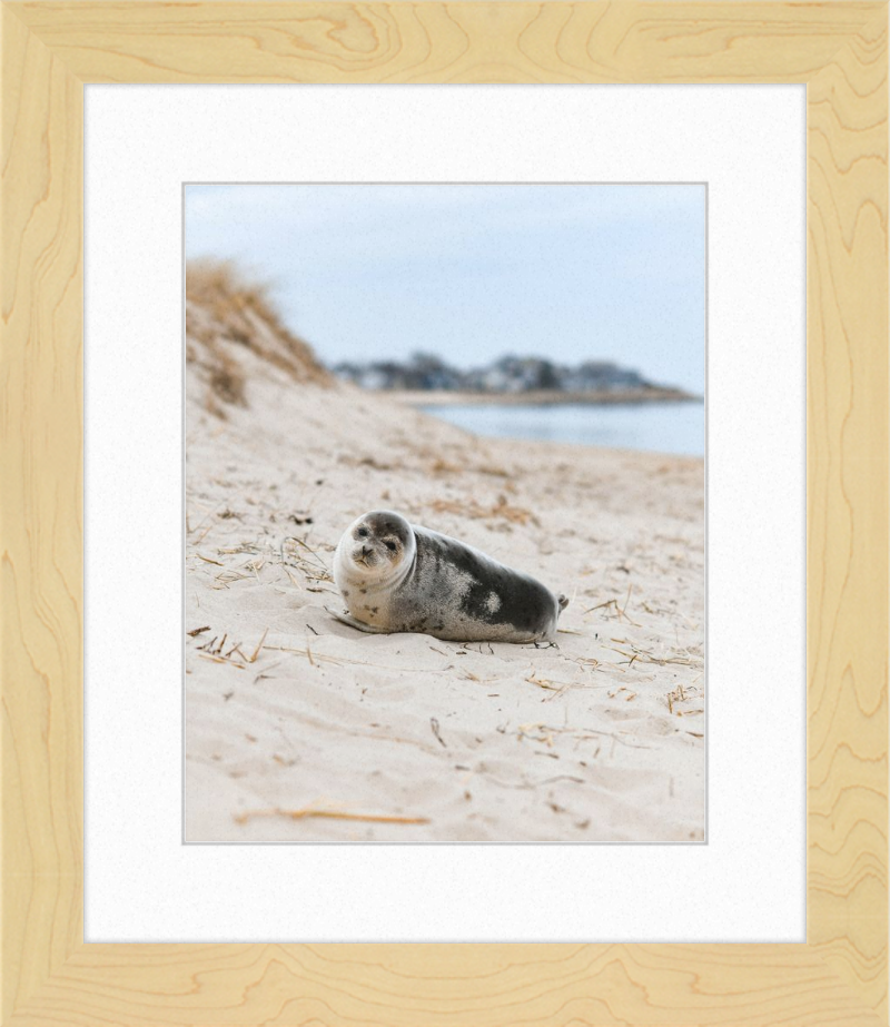 Pup