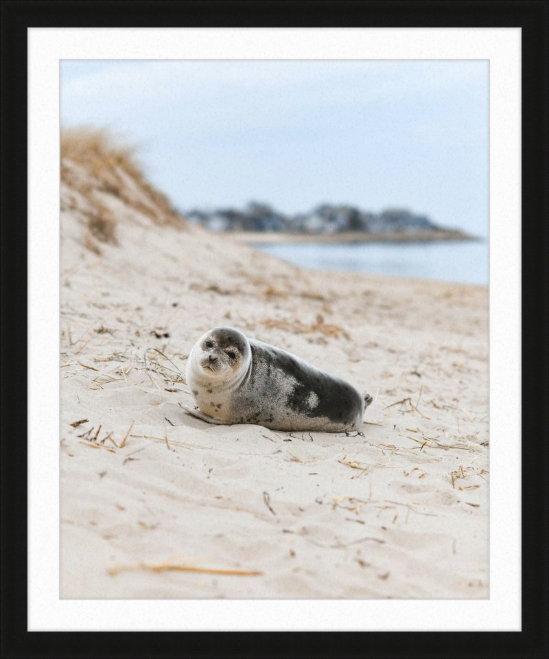 Pup